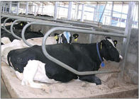 O único tipo da fileira galvanizou a tenda livre da vaca para a bezerra/gado grávidos